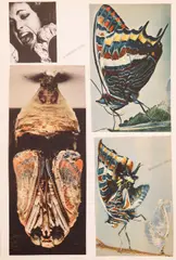 Toyen, Set of Twelve Collages, 1960s–1970s, collage on paper