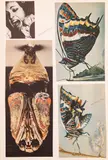 Toyen, Set of Twelve Collages
