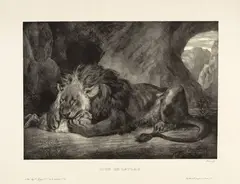 Eugène Delacroix, Lion de l'Atlas, 1829, Lithograph on heavy wove paper