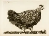 Pablo Picasso, La Poule, Paris, 23 June 1952, Aquatint, reworked with drypoint and burin, on Arches wove paper with watermark