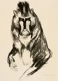 Edvard Munch, Mandrill - Gorilla, 1908-1909, Lithograph on heavy wove paper