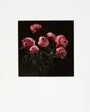 Balthasar Burkhard, Flowers, Heliogravure on wove paper