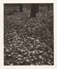 Blüten im Wald by Balthasar Burkhard, 2003, Heliogravure on Arches wove paper, with watermark, sold Sep 2025