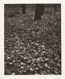 Balthasar Burkhard, Blüten im Wald, 2003, Heliogravure on Arches wove paper, with watermark