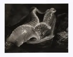 Balthasar Burkhard, Escargots, 1988, Photograph on baryta paper
