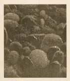 Franz Gertsch, Ohne Titel (Farbprobe 91), 1991, Woodcut on Kumohadamashi Japan paper