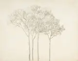 Baumstudie by Johann Martin von Rohden, Pencil on wove paper, sold Sep 2025