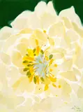 Teruko Yokoi, Peony, 2000, Tempera and watercolour on watercolour paper