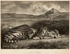 Eugène Delacroix, Tigre royal, 1829, Lithograph on wove paper