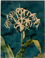 Augusto Giacometti, Orchideen. Pflanzenstudie, Circa 1898, Watercolour over pencil drawing on wove paper with watermark
