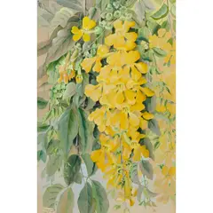 Ellis Rowan, Yellow Trumpet Vine, watercolour and gouache on paper