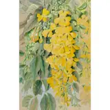 Ellis Rowan, Yellow Trumpet Vine, watercolour and gouache on paper