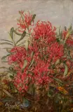 May Vale, Tasmanian Waratah, c.1920, oil on board