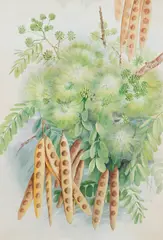 Ellis Rowan, Albizia Lebbeck (Women's Tongue, East Indies), gouache on paper
