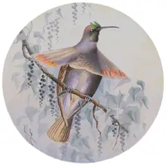 Ellis Rowan, Bird of Paradise, watercolour on paper