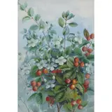 Ellis Rowan, Three-Flowered Thorn, c.1900, watercolour on paper