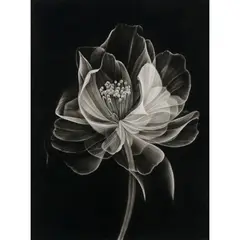 Joanne Morris, Ethereal Bloom, charcoal on Arches paper