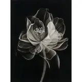 Joanne Morris, Ethereal Bloom, charcoal on Arches paper