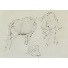 William Dobell, Oxen, 1933, pencil on paper