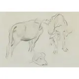 William Dobell, Oxen