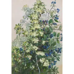 Ellis Rowan, Lemon Tree Myrtle, watercolour and gouache on paper