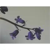 Peter Peryer, Bluebells, 2012, pigment ink on cotton rag, ed. 3/50