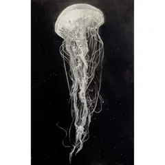 Joanne Morris, Tendrils, 2023, charcoal on Arches paper