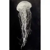Joanne Morris, Tendrils, 2023, charcoal on Arches paper