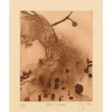 John Olsen, Black Cockatoo, 1978, etching 30/60