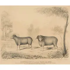 W. E. Riley, Portraits of a Prize Ram and Ewe, 1828, lithograph