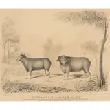 W. E. Riley, Portraits of a Prize Ram and Ewe, 1828, lithograph