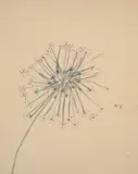 Sidney Nolan, Flower, watercolour on paper