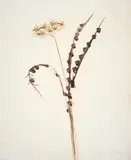 Flowers by Sidney Nolan, 1962, mixed media on paper, sold Aug 2023