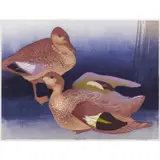 Murray Griffin, Chestnut Teal, c.1969, linocut, ed. 16/30