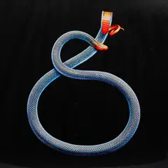 Mark Laita, Malayan Coral Snake, 2010, archival pigment print, ed. 4/15 + 2AP