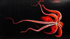Mark Laita, North Pacific Giant Octopus, 2010, archival pigment print, ed. 4/15