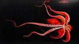 Mark Laita, North Pacific Giant Octopus, 2010, archival pigment print, ed. 4/15