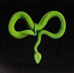 Mark Laita, Rowley's Palm Pit Viper, 2012, archival pigment print, ed. 1/15+2AP