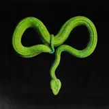 Mark Laita, Rowley's Palm Pit Viper, 2012, archival pigment print, ed. 1/15+2AP