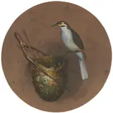 Ellis Rowan, Honeyeater and Nest