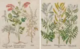 Basil Besler, Hedysarum clypeatum; and Melilotus germanica