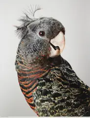 Leila Jeffreys, 'Mrs Skyring' Gang-Gang Cockatoo, 2012, photograph on archival fibre based cotton rag, ed. 2/12