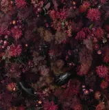 Dr Christian Thompson Ao, The Wild Places, 2021, c-type print on Fuji metallic paper, ed. 3/6