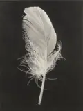 Joanne Morris, Dancing Feather, 2021, charcoal on Arches paper