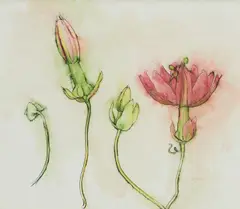Brian Dunlop, Flower Study, 1990, watercolour on paper