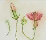 Brian Dunlop, Flower Study