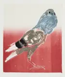 Lucy Culliton, Pouter Pigeon, 2002, monotype