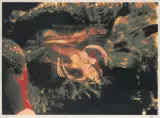 Sidney Nolan, Leda Theme I, 1972, screenprint, ed. 4/70