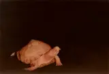 Sam Leach, Albino Tortoise