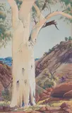 Albert Namatjira, White Gum
